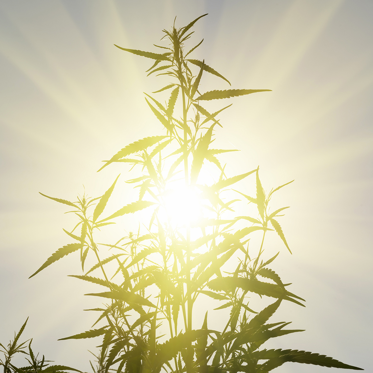 Cannabis and the Opioid Crisis