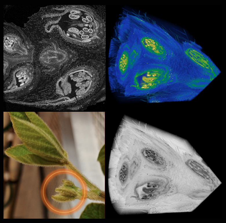 X-Rays and Plant Biology