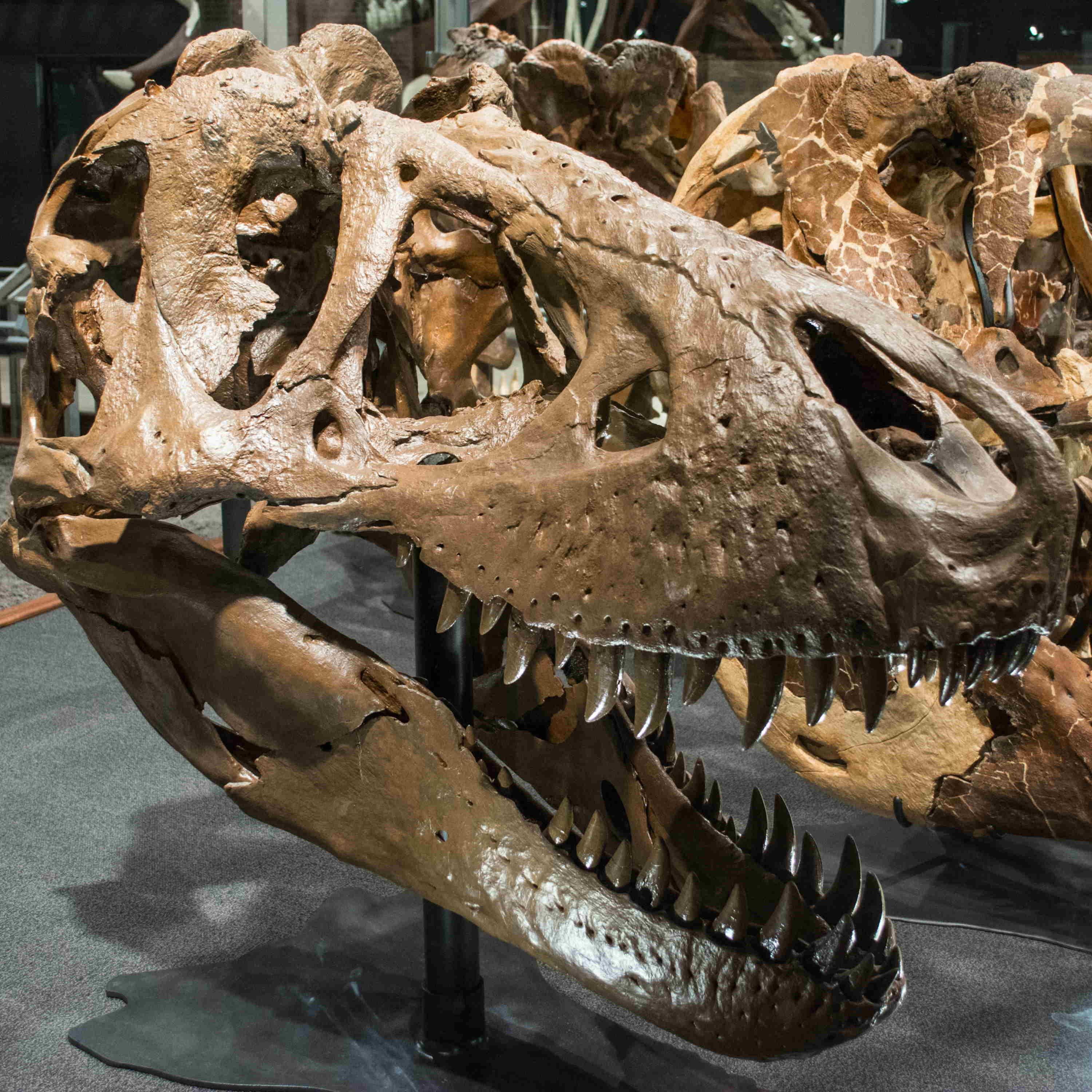 They Look Snarly
