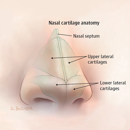Evaluation of Antibiotic Prophylaxis in Rhinoplasty