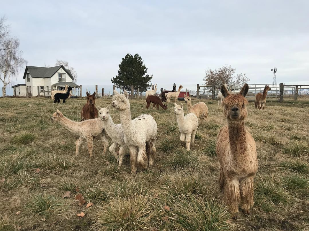 How To Make $10,000 From Your Homestead This Year