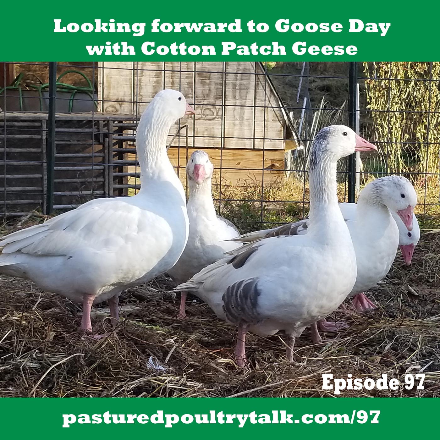 Looking forrward to Goose Day with Cotton Patch Geese