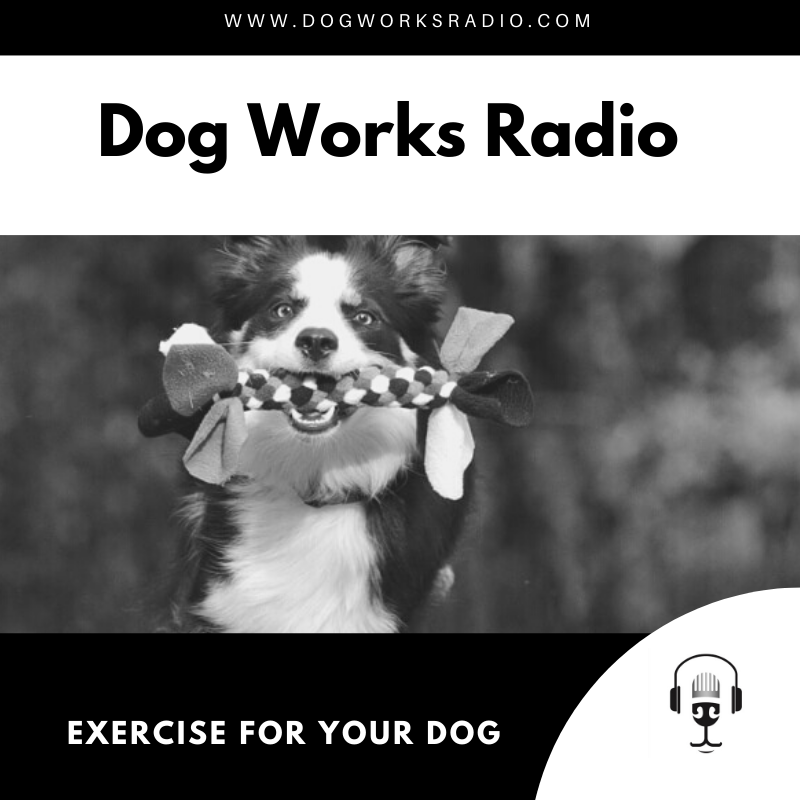 Exercise for Your Dog