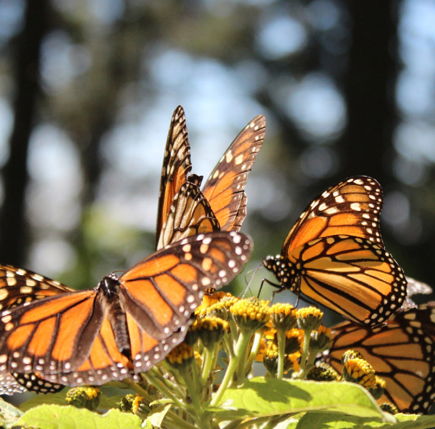 Planes, Trains & Automobiles... Also Choppers & Butterflies