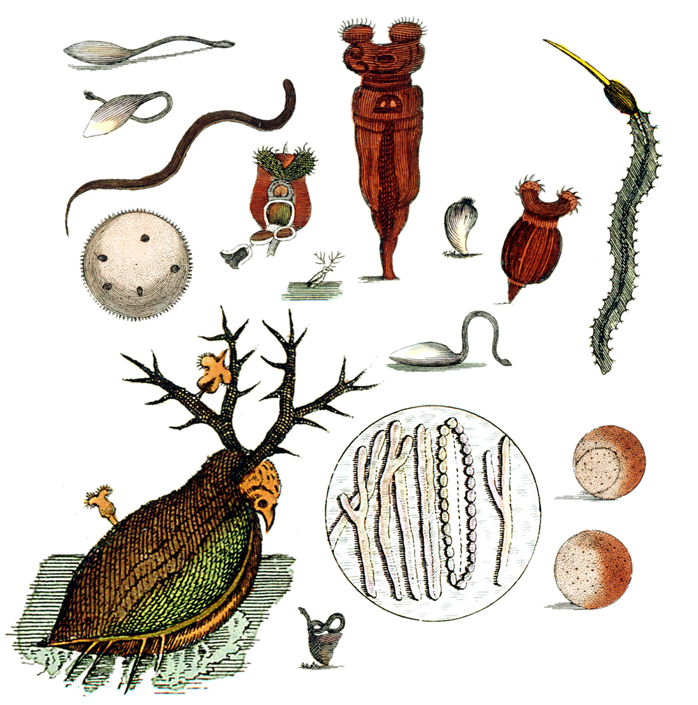 48 - Micrographia