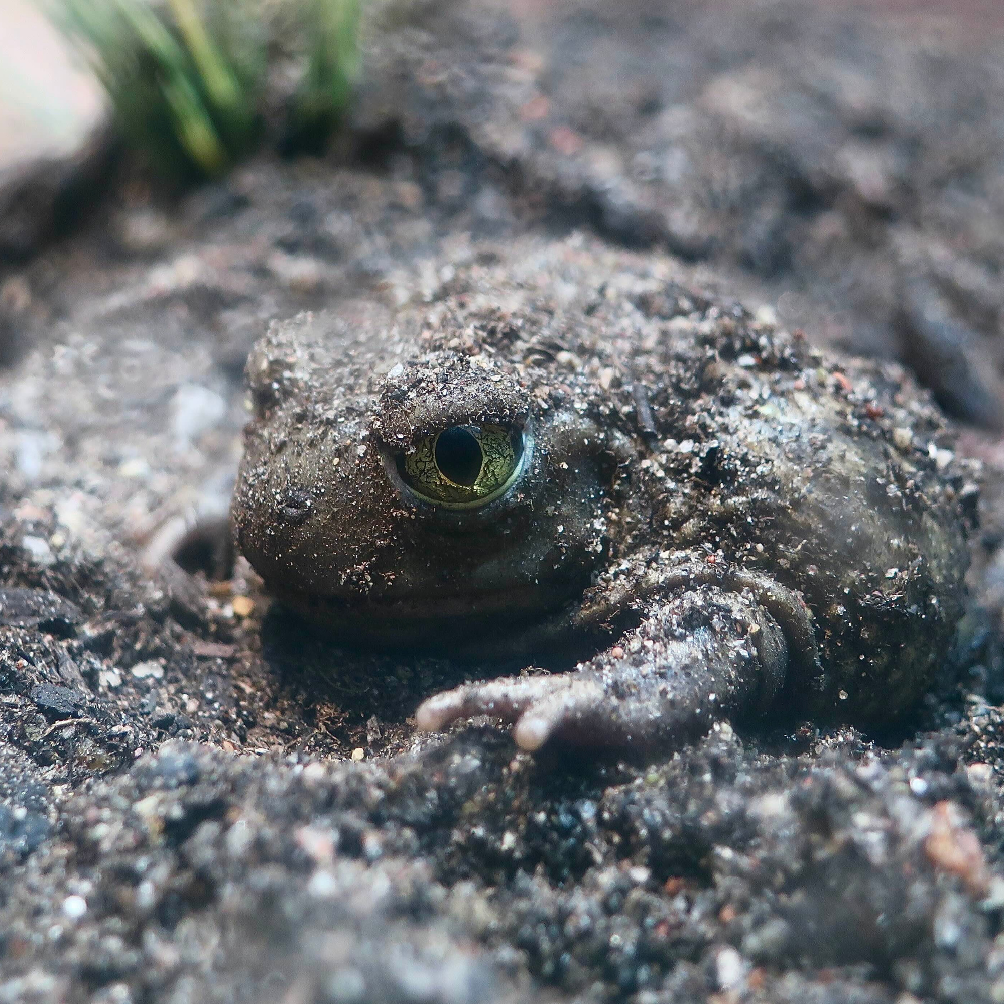The Dormant Toad