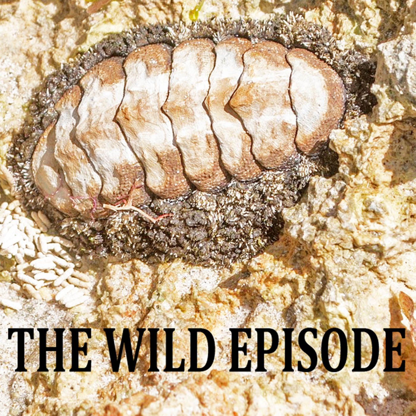 The Wild Episode