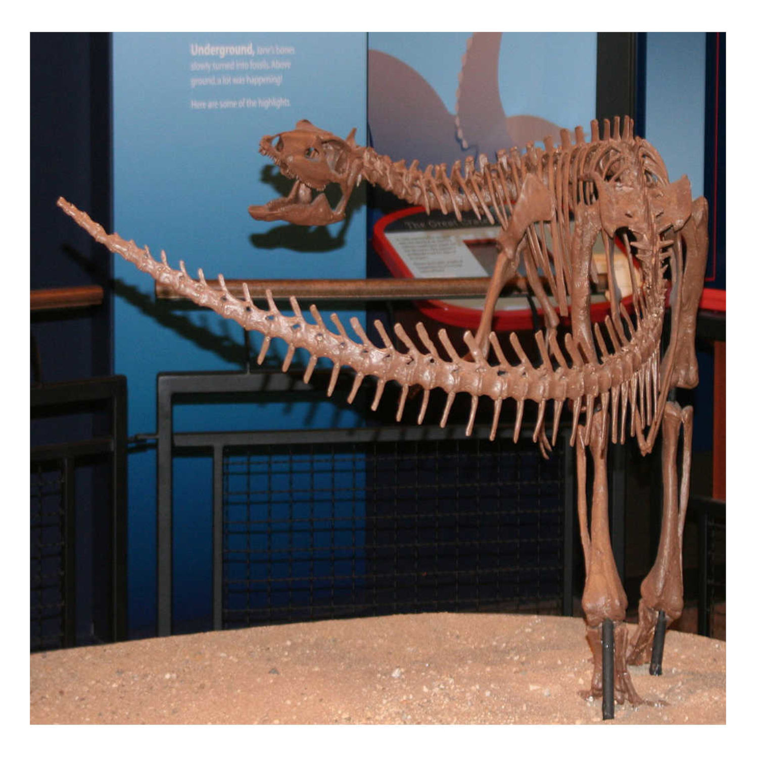 Were Dinosaurs Warm Blooded?