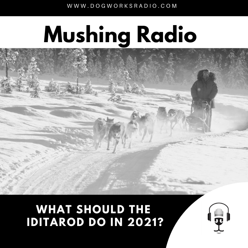 What Should the Iditarod do in 2021?