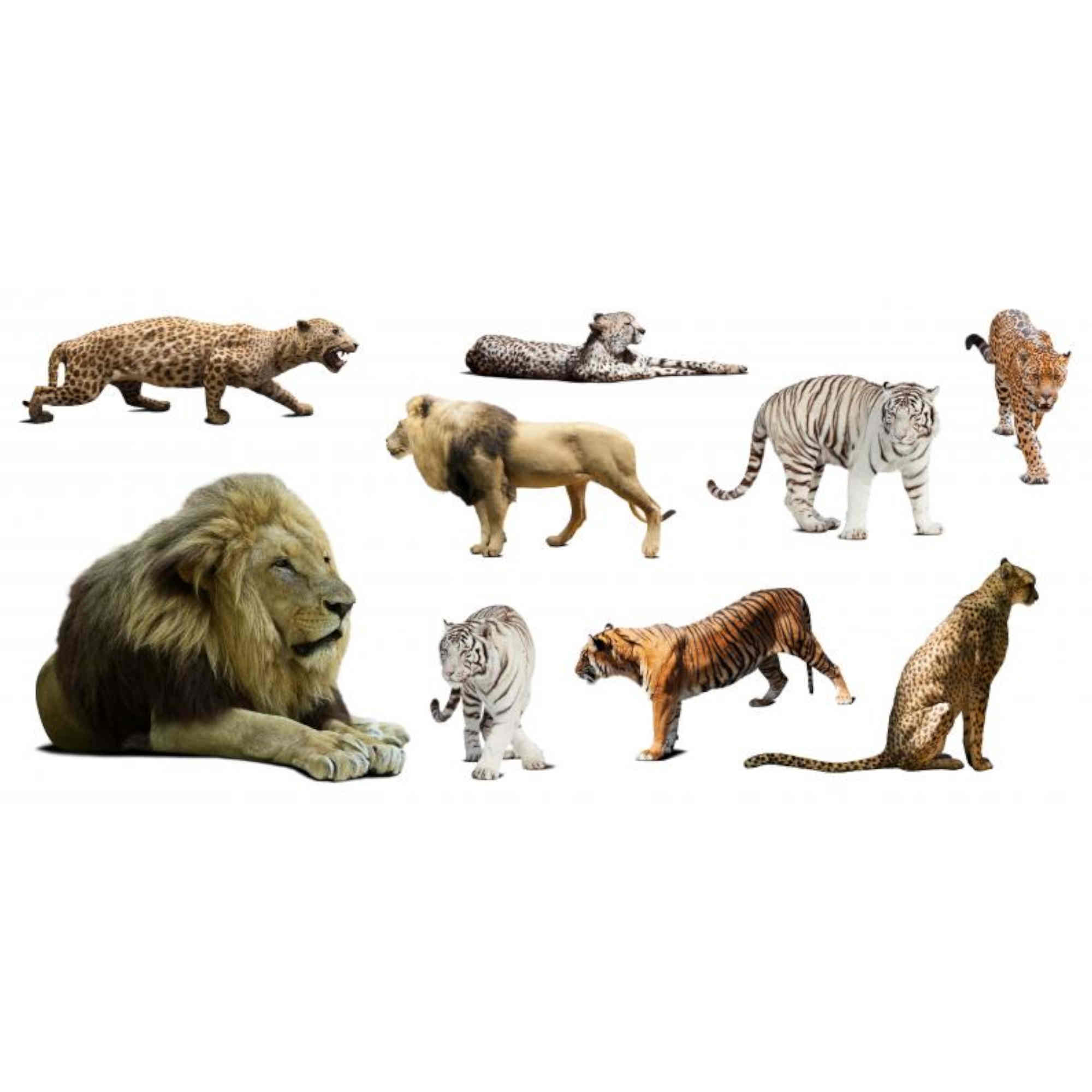 Why Do We Get New Species?