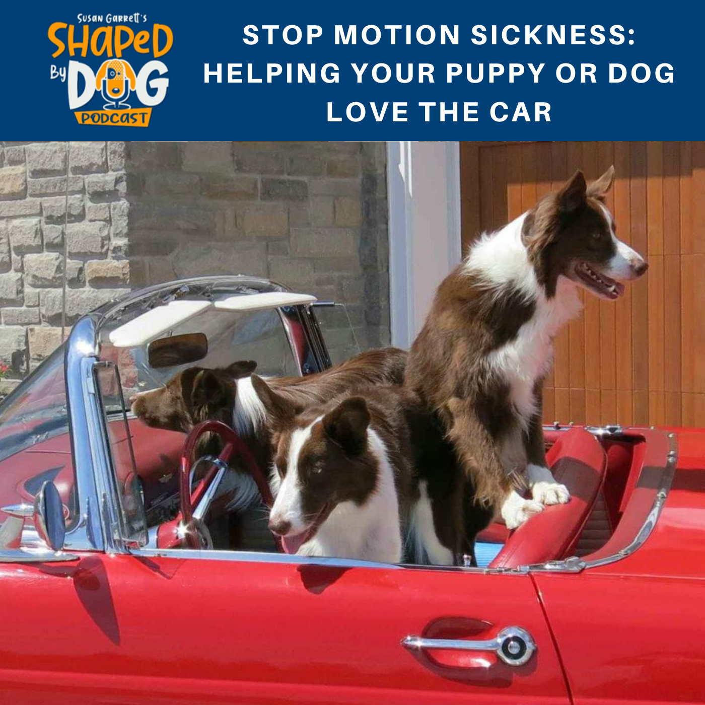 Shaped by Dog with Susan Garrett