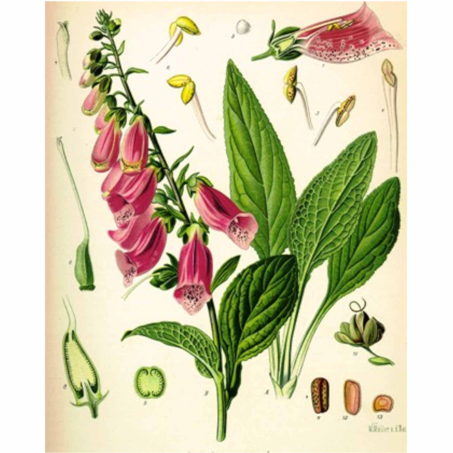 Fields and Forests of Medicine