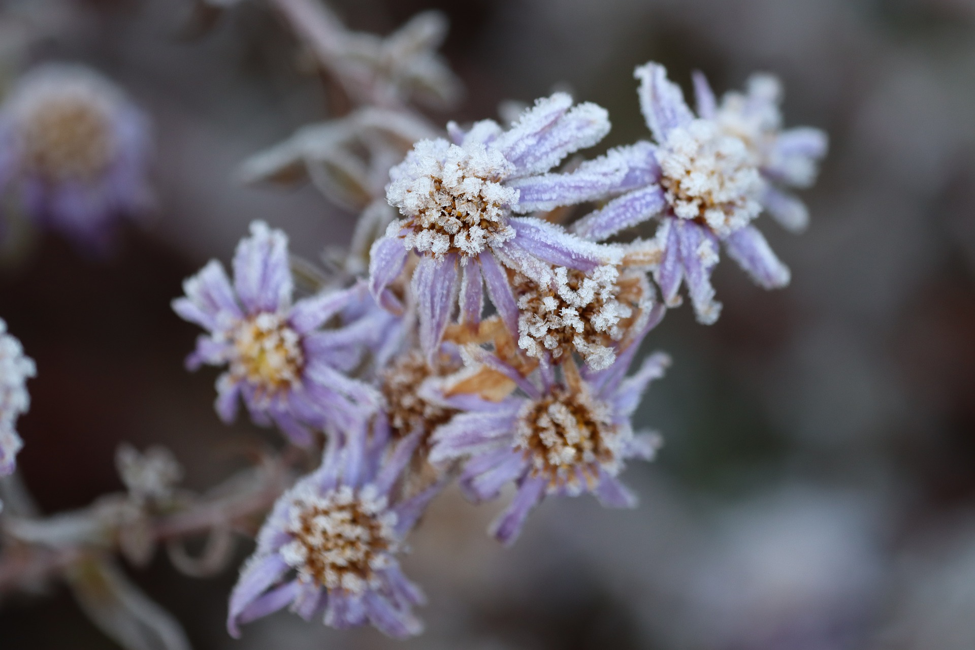 Winter's Herald - An Autumnal Story