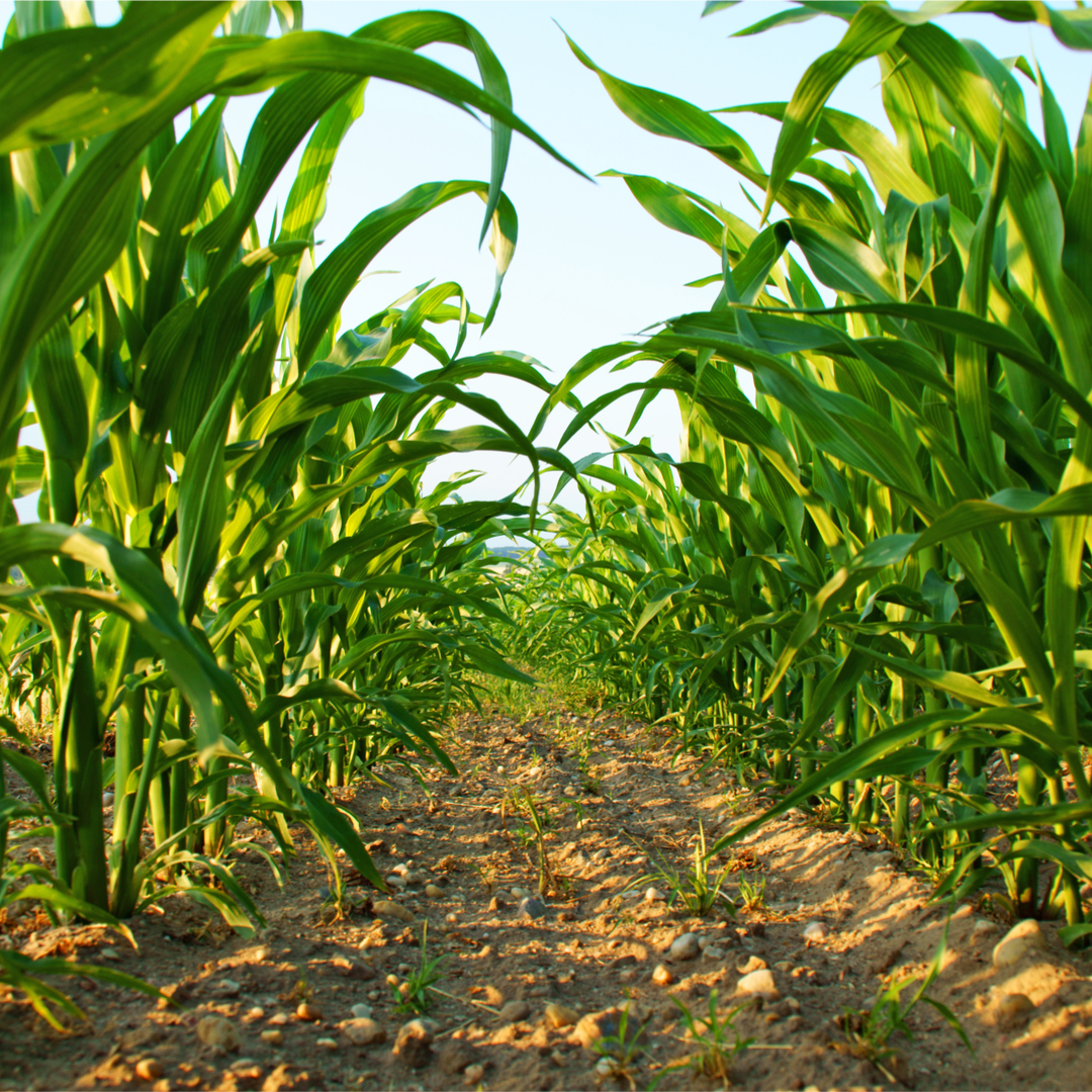 RaboResearch Agri Commodities