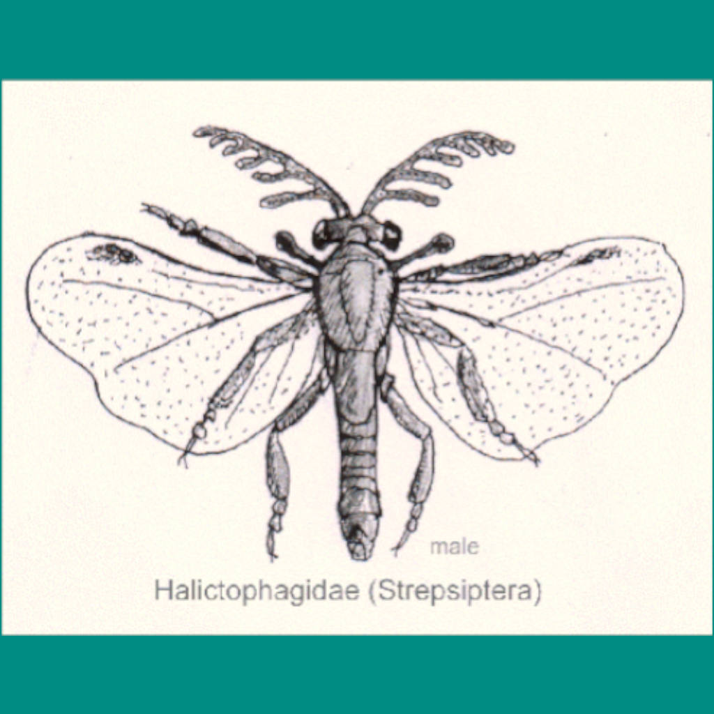 Insect Parasites