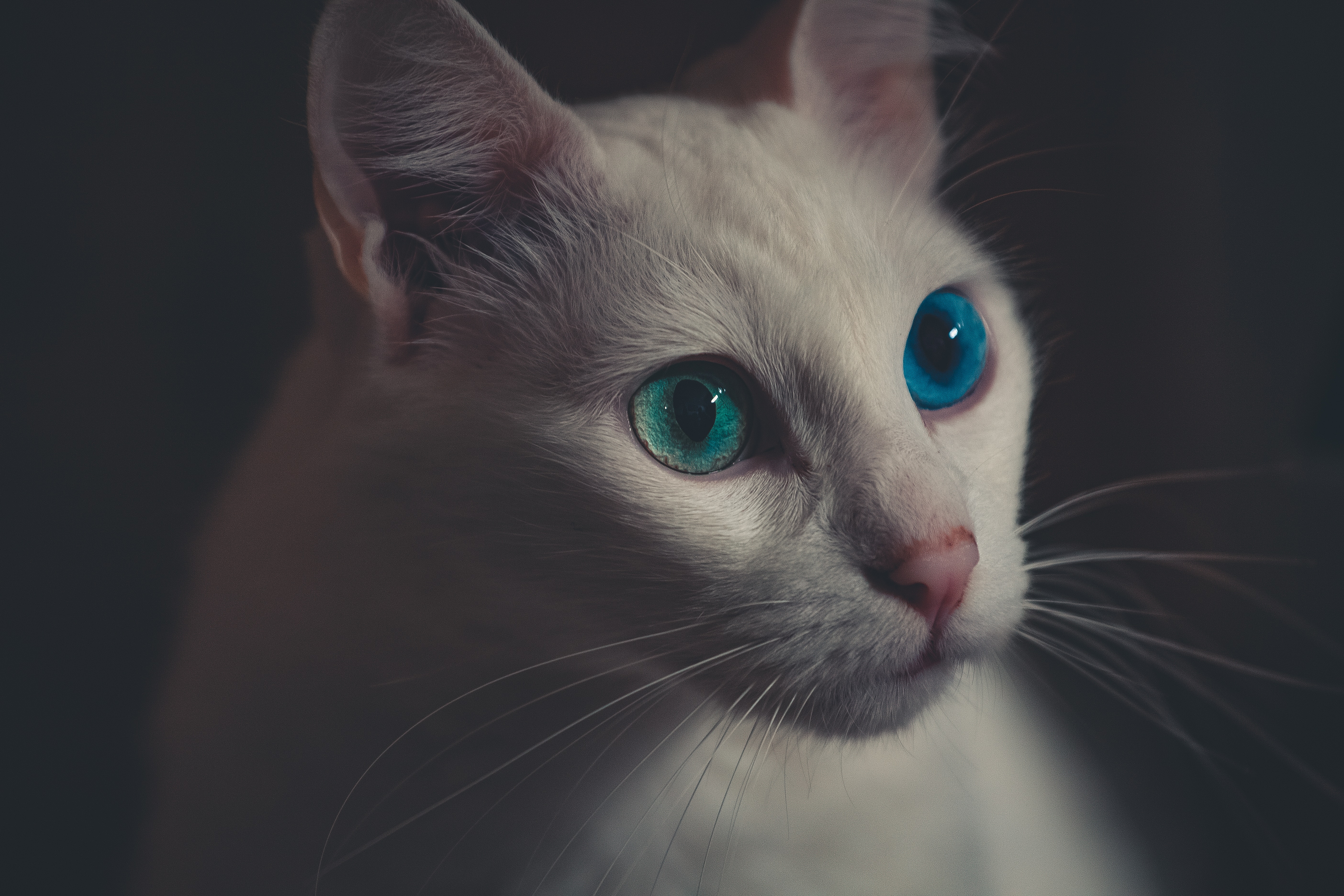 Blondine's Awakening – Beau-Minon - A French Folktale