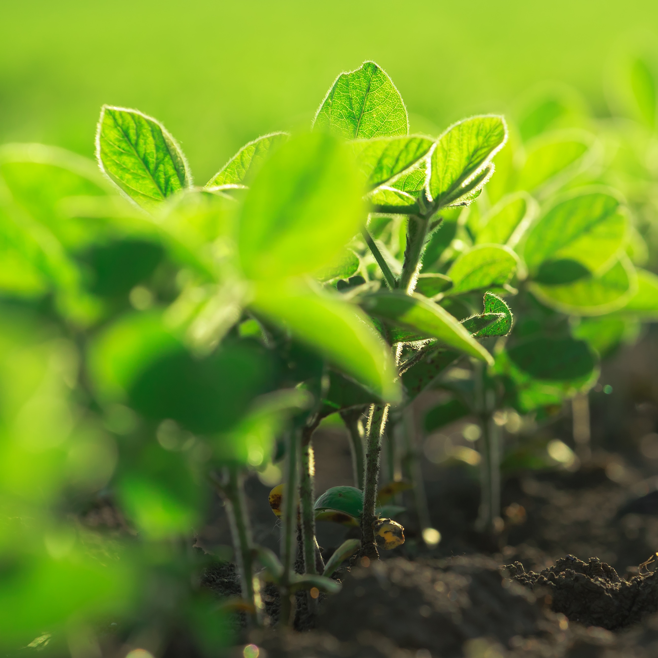RaboResearch Agri Commodities