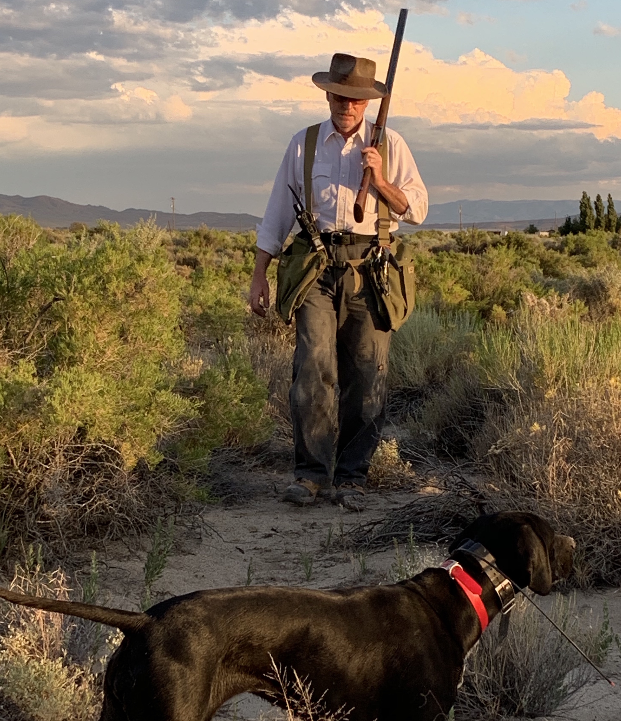 HigginsGundogs