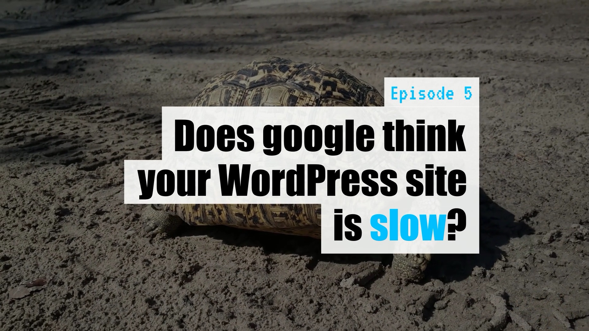 WPwatercooler: Dev Branch - Monthly WordPress Web Development Talk Show