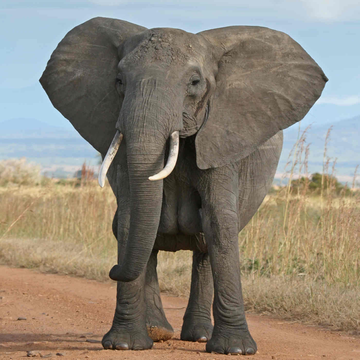 Elephants Evolve Smaller Tusks