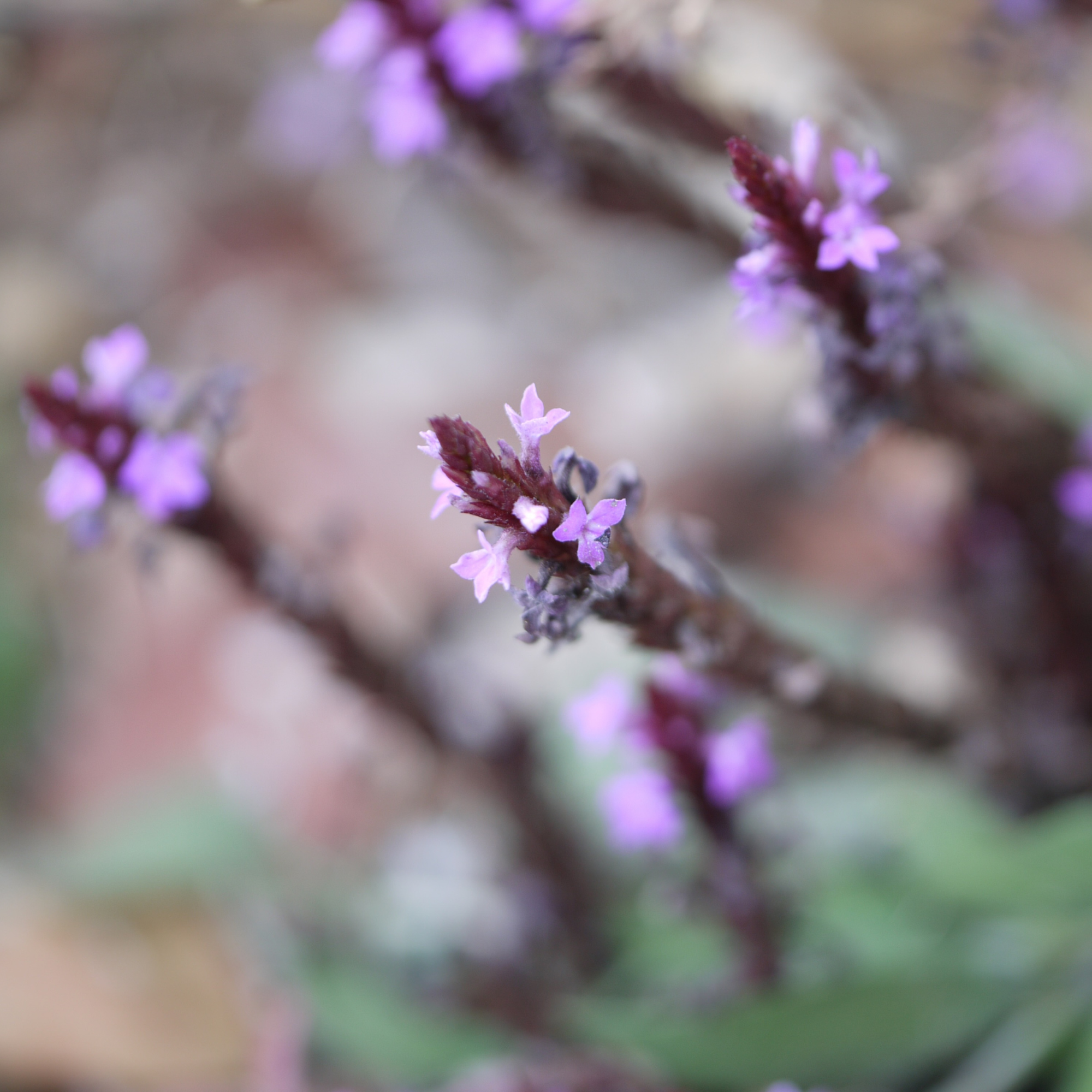 Witchweed