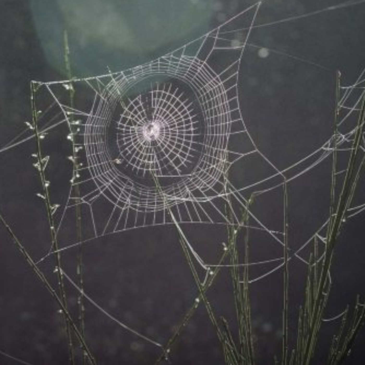 Bullet-Proof Spiders