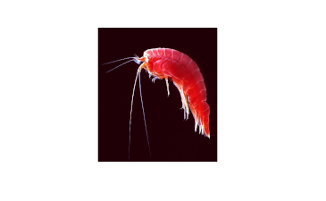 The Amphipod's Unique Escape