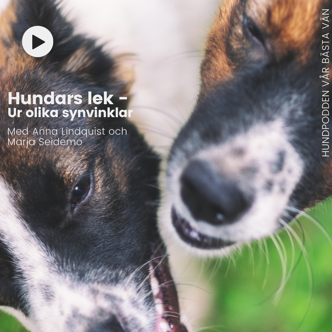 Hundpodden Vår Bästa Vän