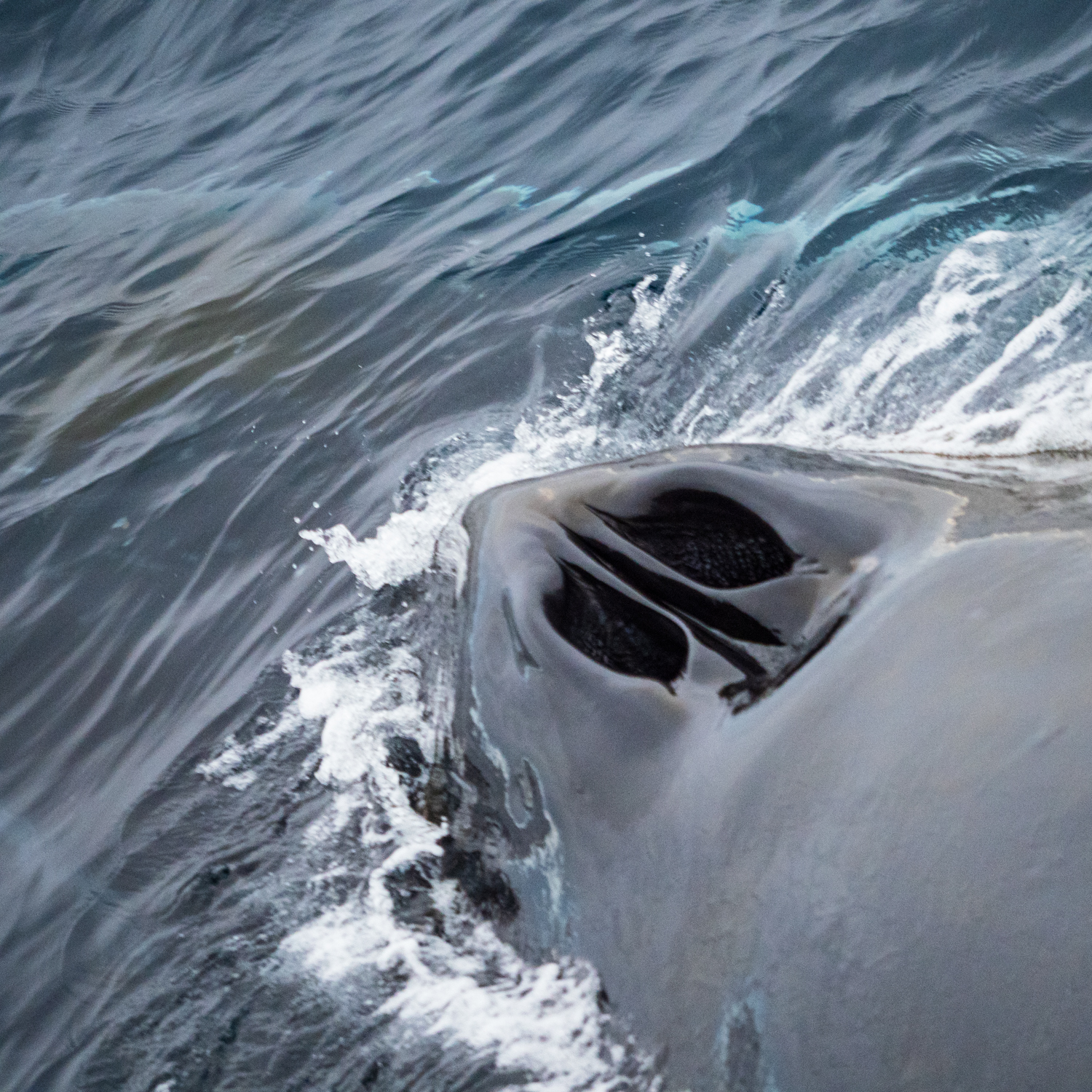 Blue Whales in Antarctica