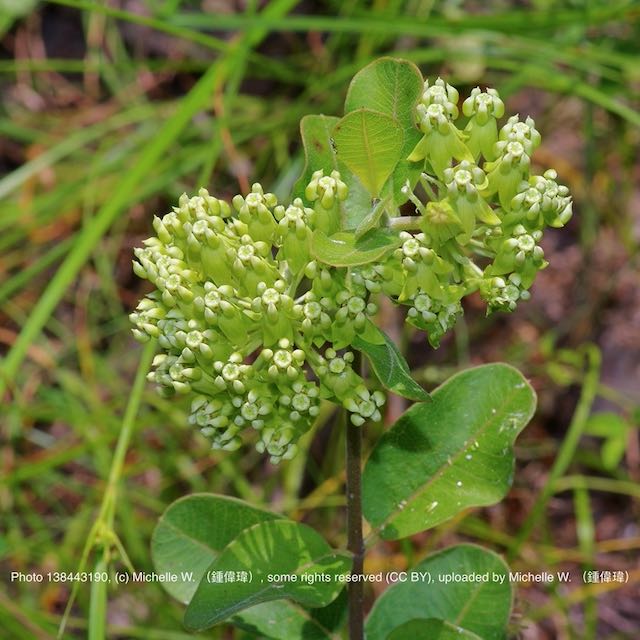 17. Asclepias Tonkawae - How Genetics Revealed Velvet-leaf Milkweed's Secret Twin