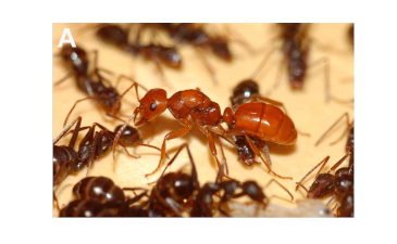 Self-Centered Ants