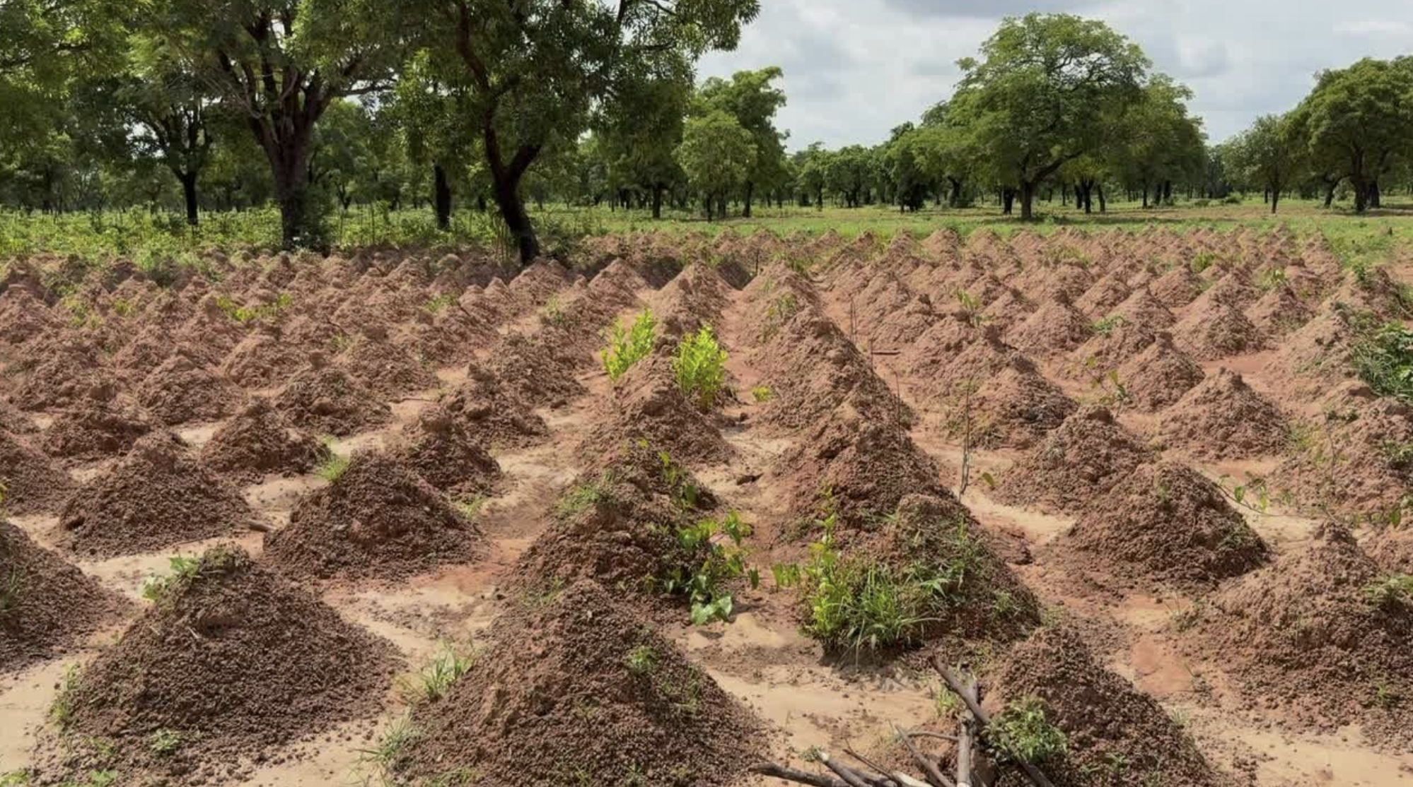 Sustainability Stories with Scott Poynton | Inspiring Change for Our Planet