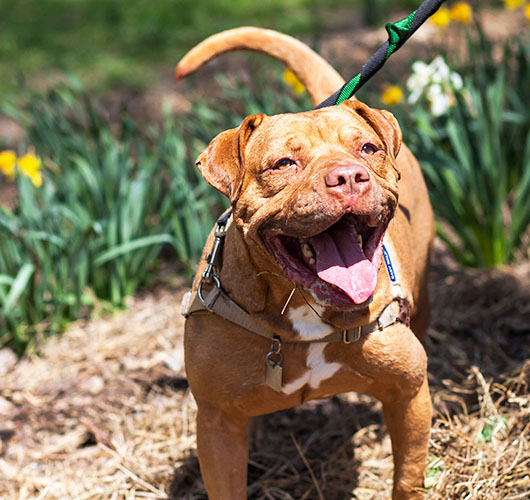 Spring Garden Safety Tips