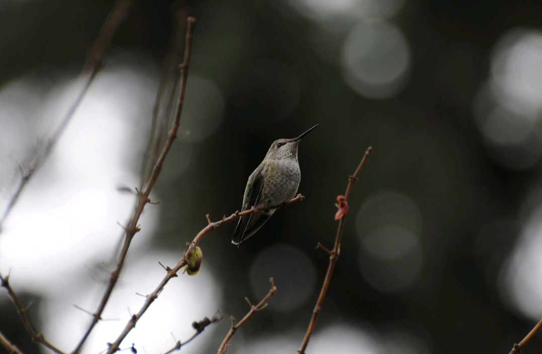 Wilderness Wavelength