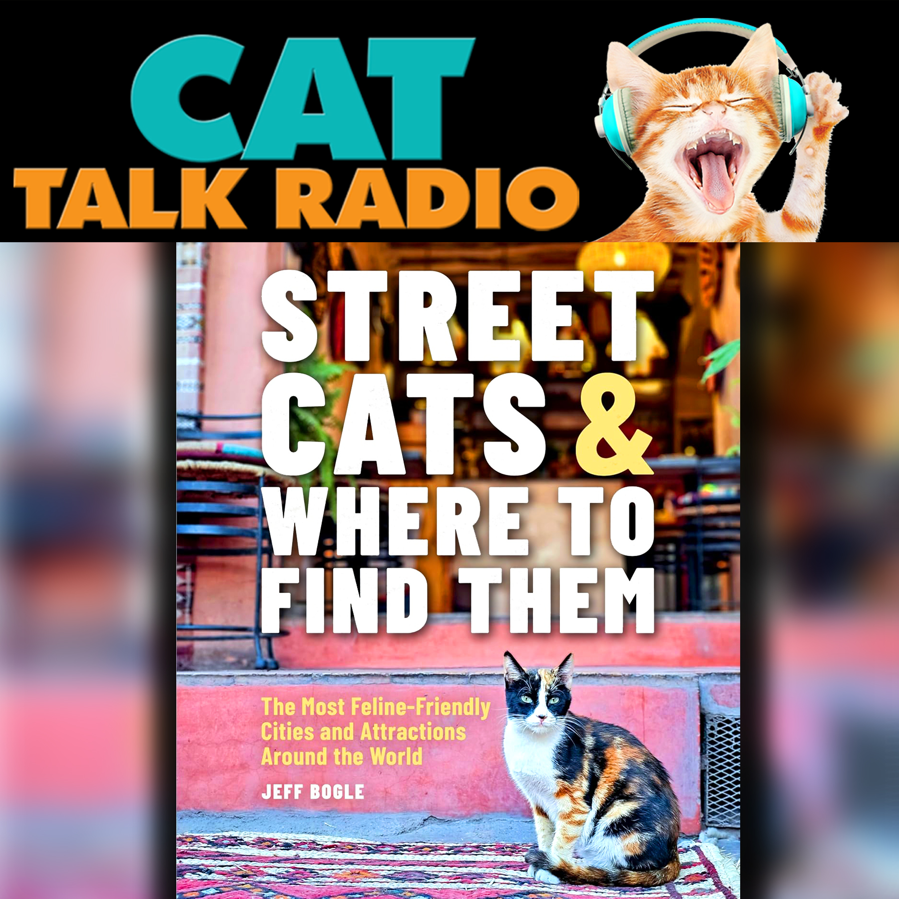 Street Cats & Where They Steal Your Heart