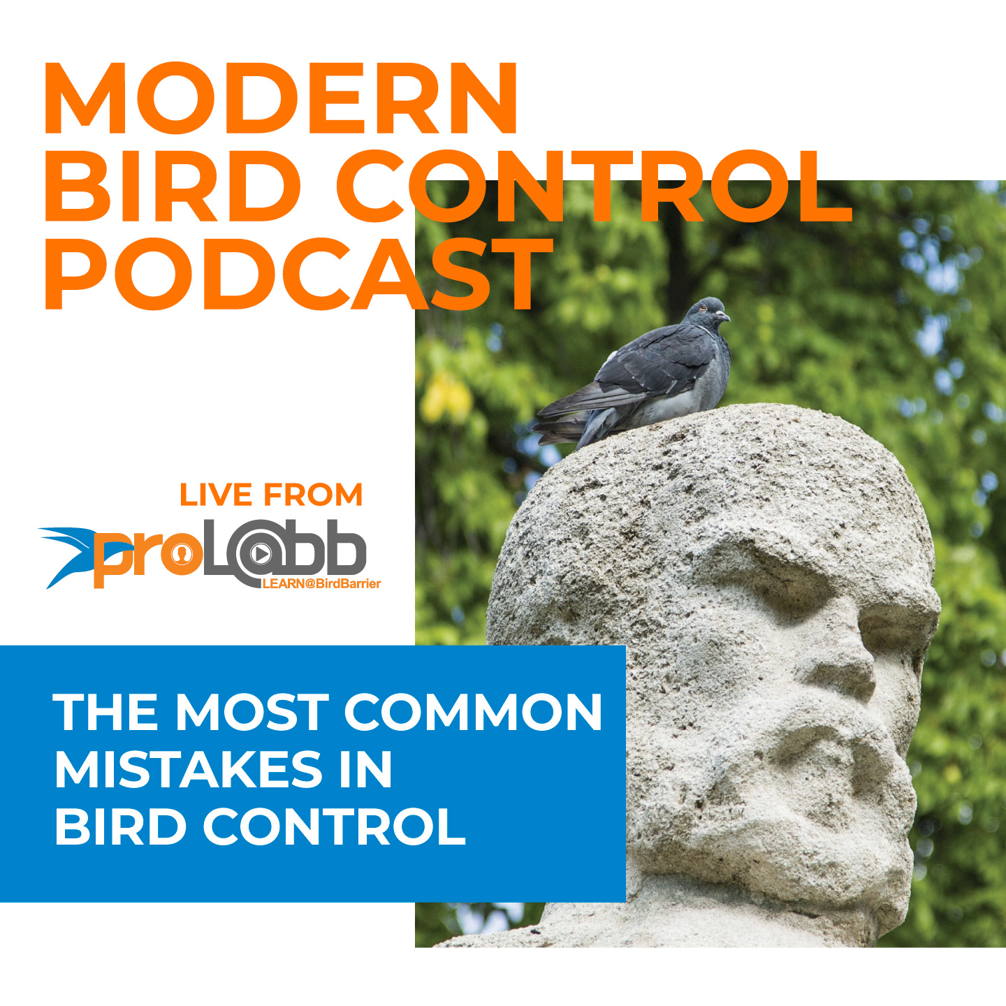 Episode: The Most Common Mistakes in Bird Control