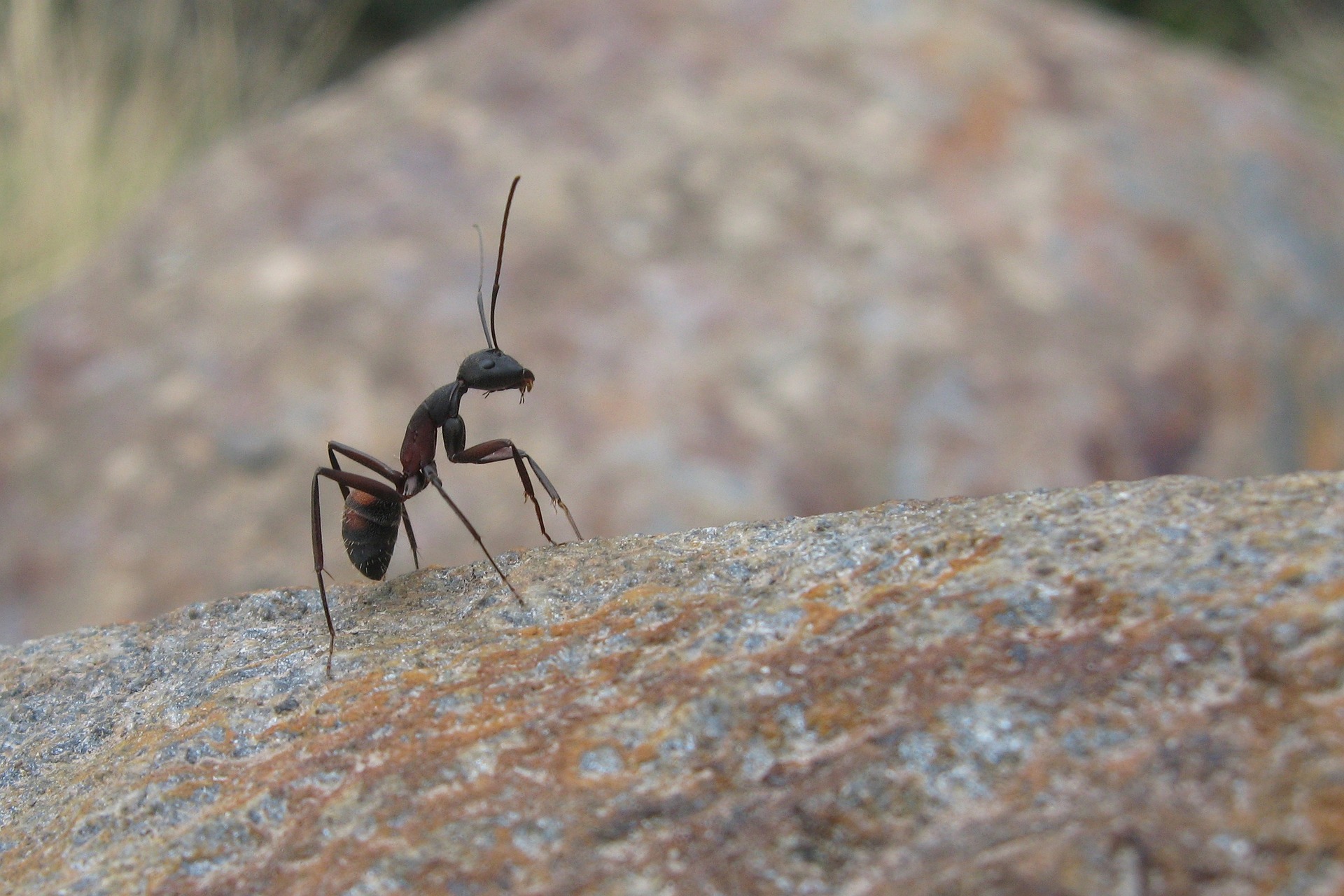 The King of The Ants
