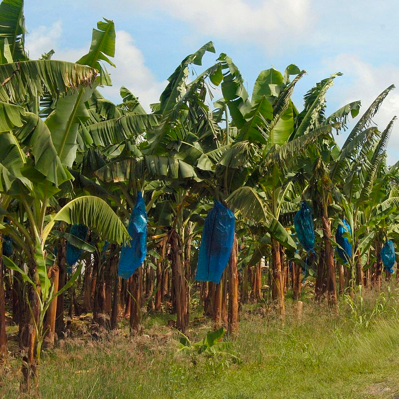 Cornucopia no more? Capitalist agriculture and the end of plenty w/ Kai Bosworth