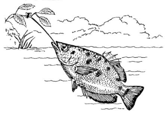 The Archer Fish