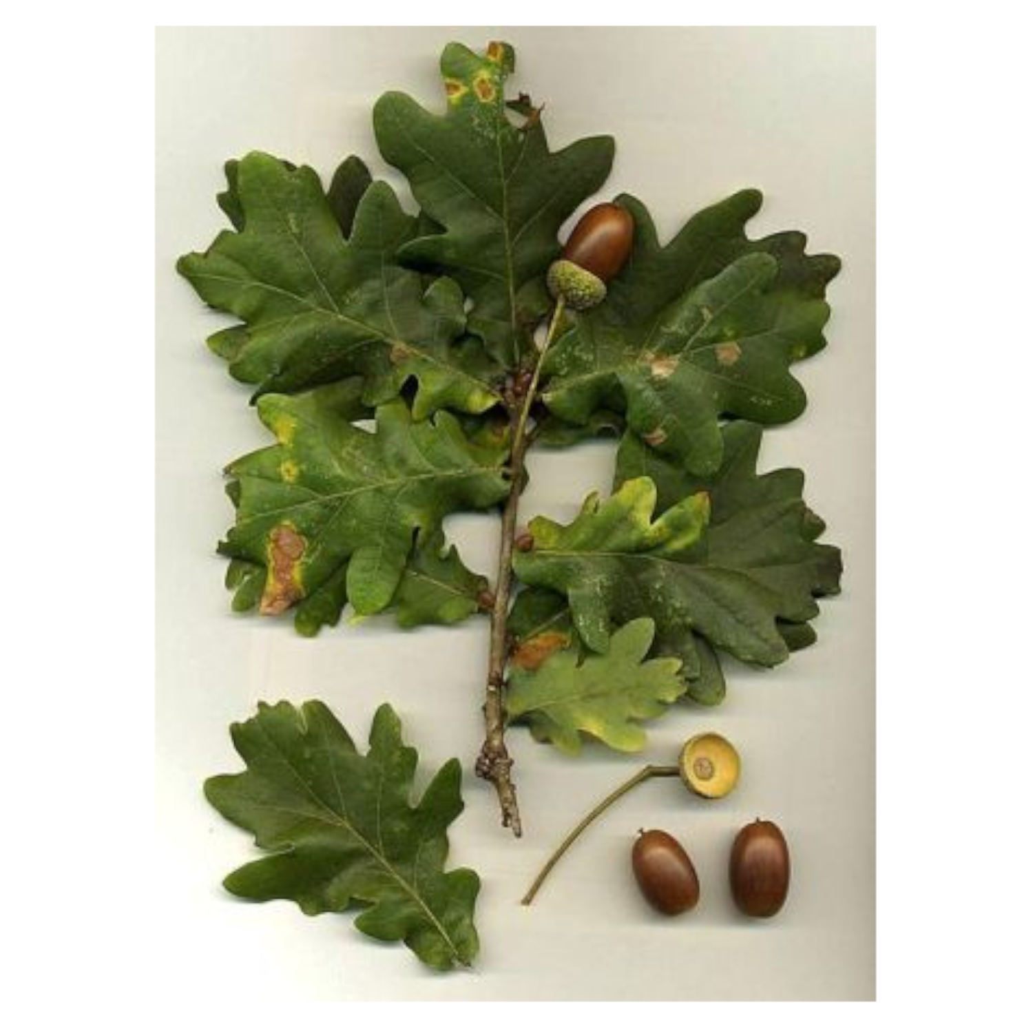 Plant Mathematicians