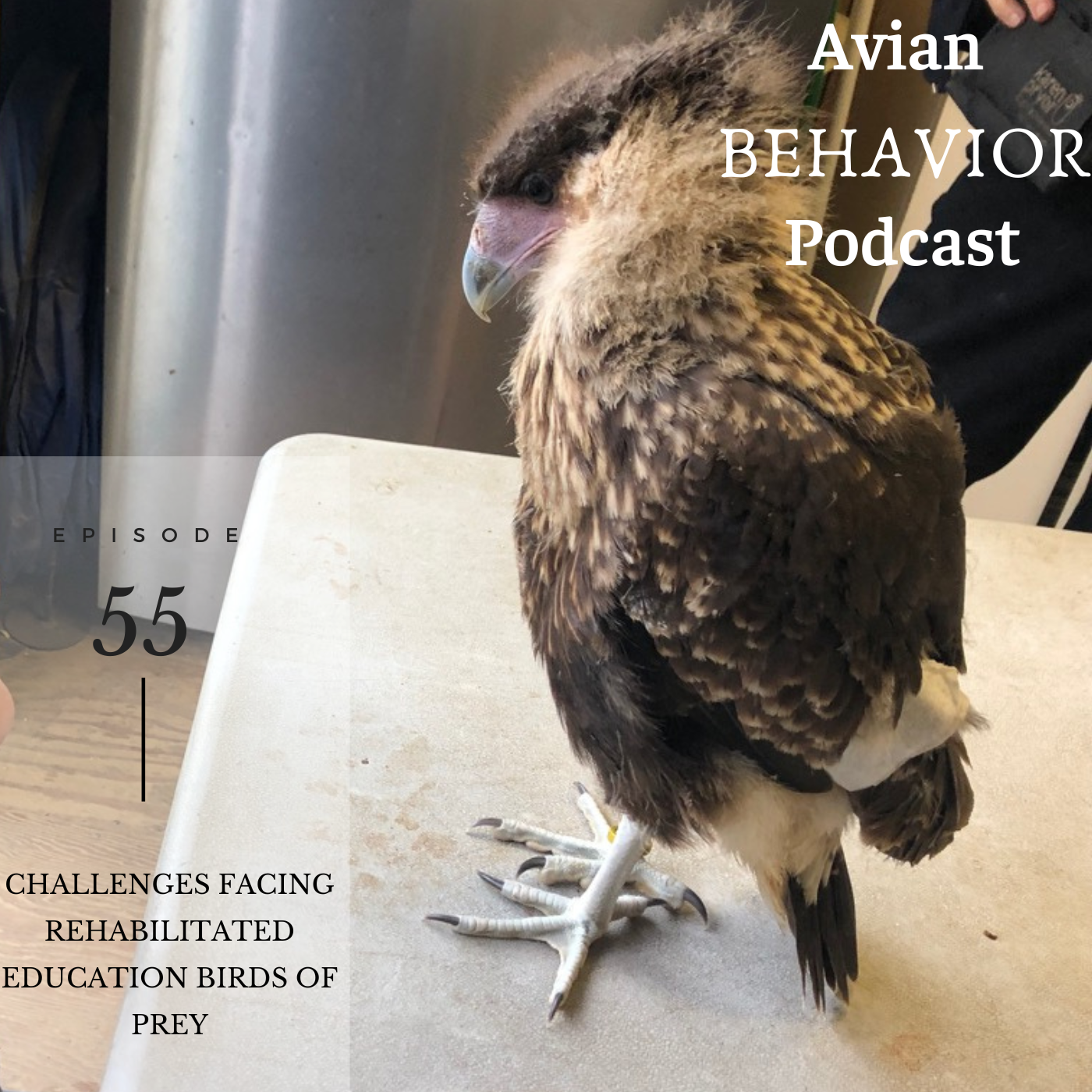 The Avian Behavior Podcast
