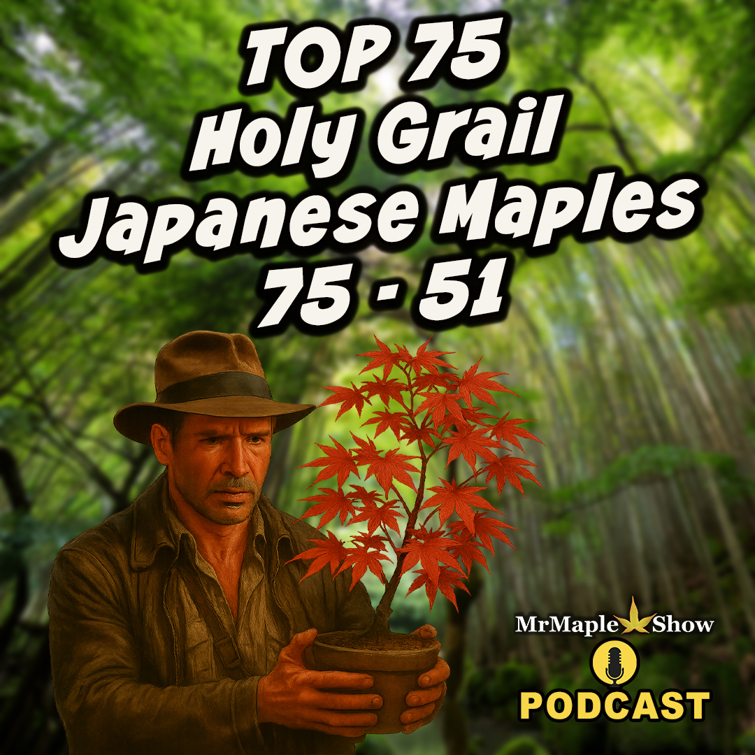 Top 75 Holy Grail Japanese Maples 75-51 | MrMaple Show Podcast