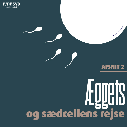 Æggets & sædcellens rejse - IVF-behandling step by step