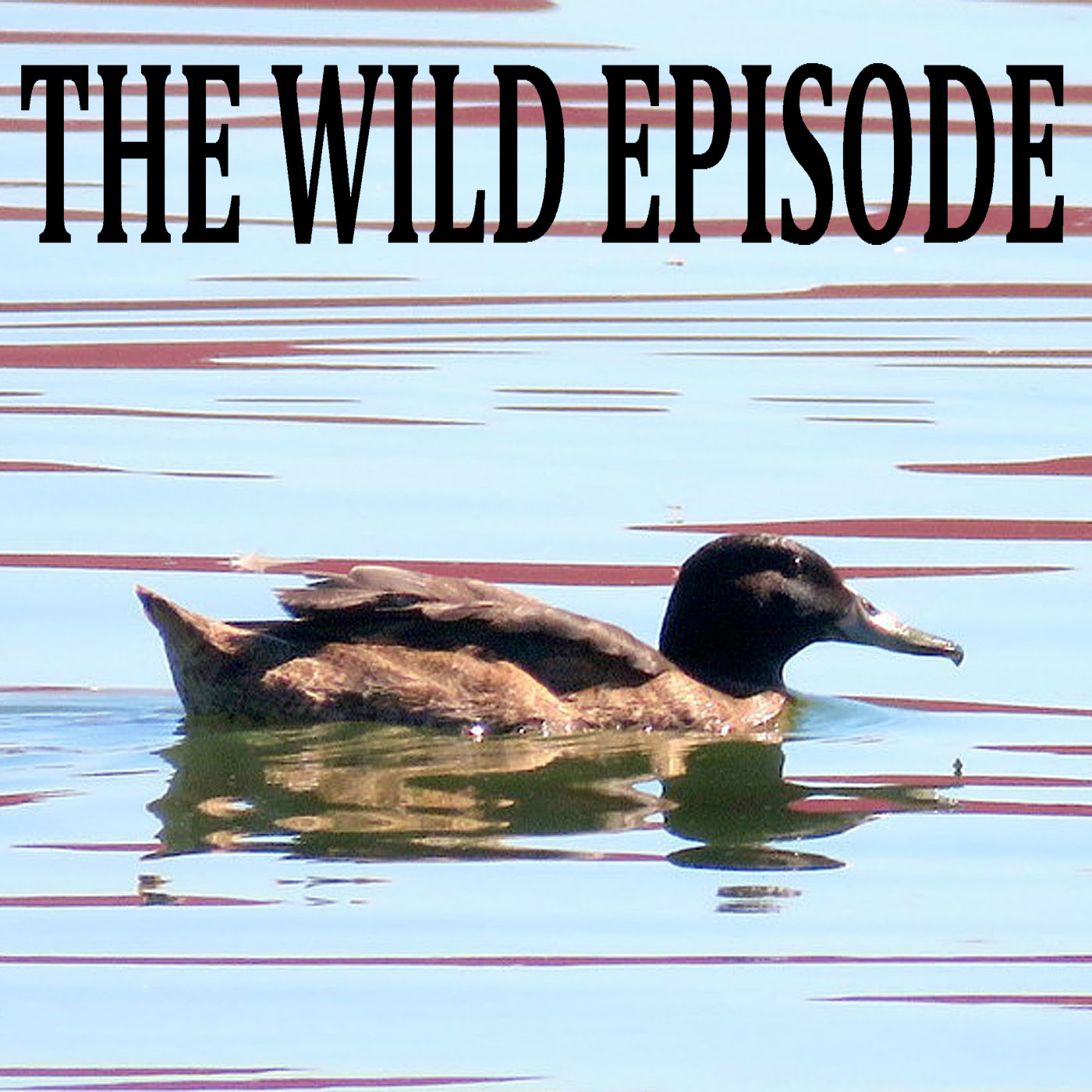 The Wild Episode