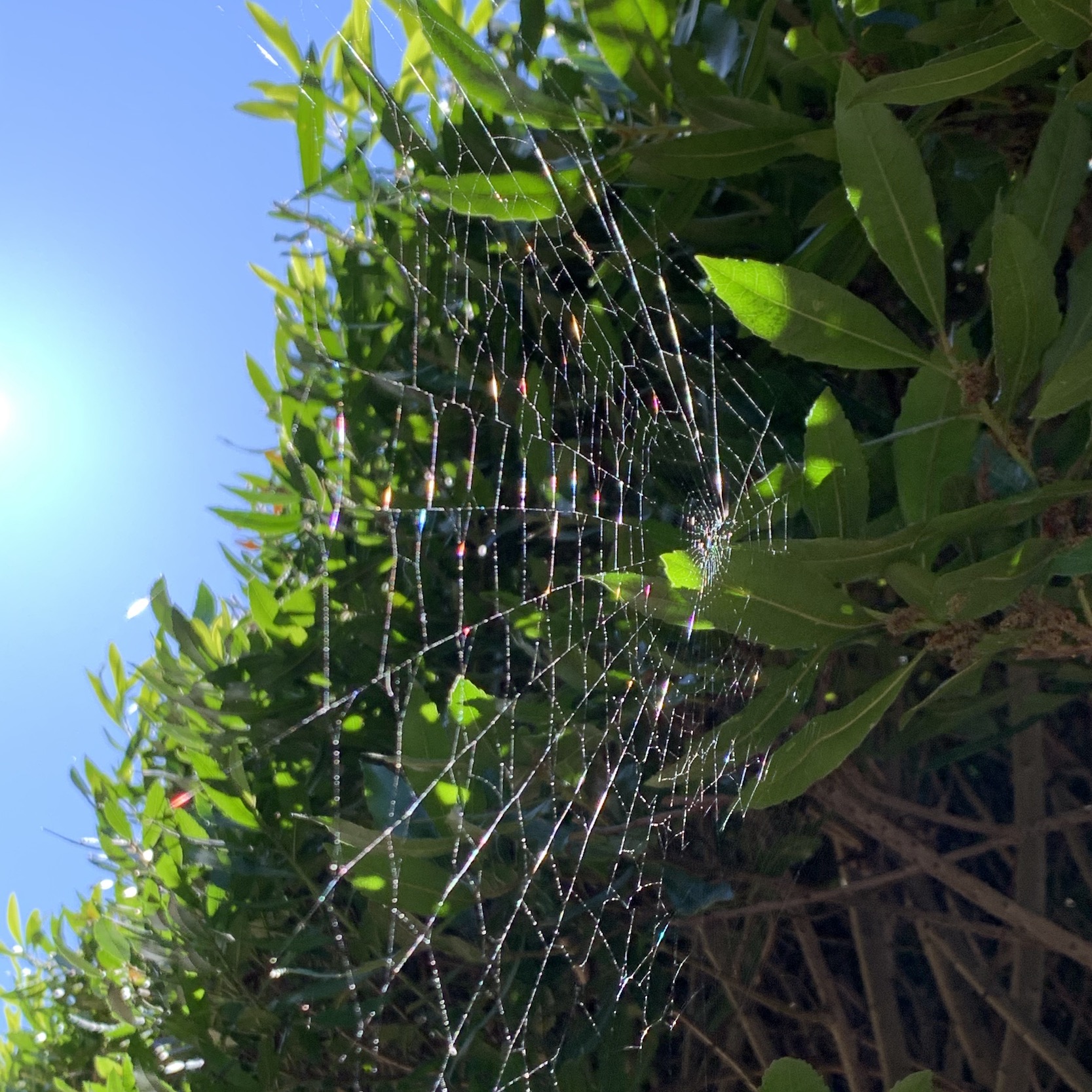 Bittersweet Moment #71: Looking for the Little Things