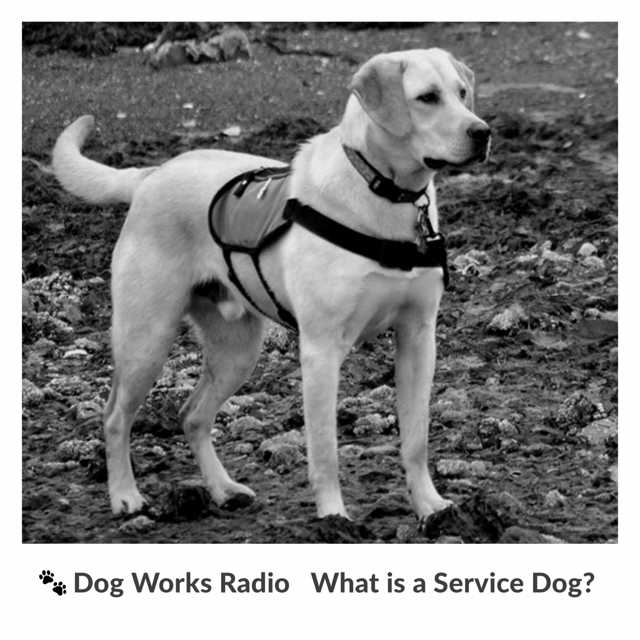 Dog Works Radio