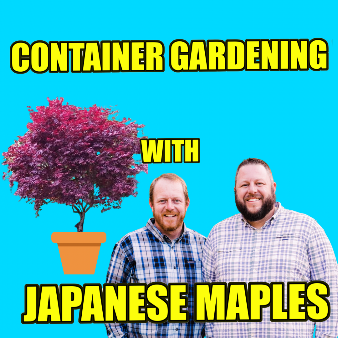 Container Gardening with Japanese Maples | DIY Gardening | MrMaple Podcast #16