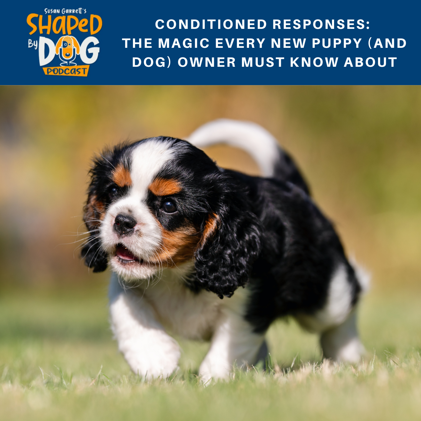 Conditioned Responses: The Magic Every New Puppy (And Dog) Owner Must Know About #130