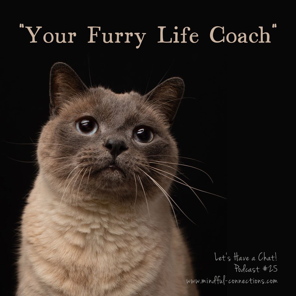 Let\'s Have A Chat!
