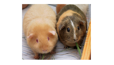 Guinea Pigs